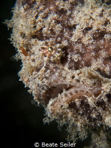 Frogfish by Beate Seiler 